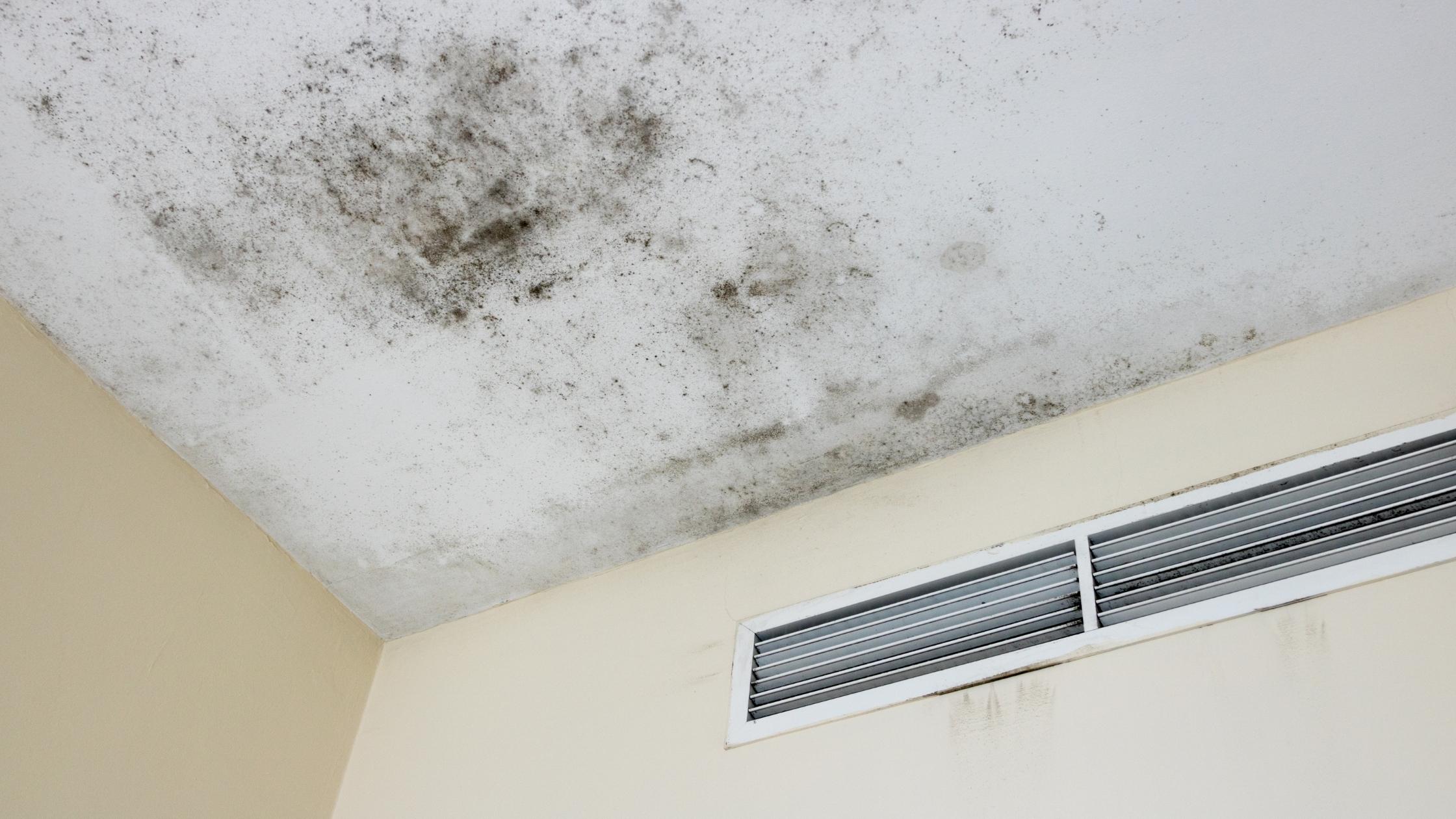 Does Renters Insurance Cover Hotel Stays caused by mold